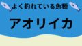 アオリイカ