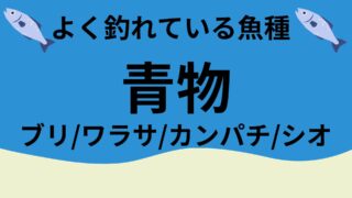 青物(ブリ/ワラサ/カンパチ/シオ)