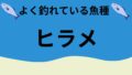 ヒラメ