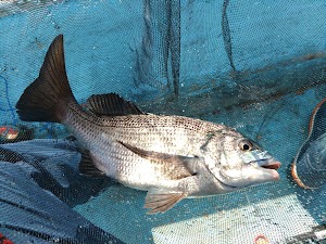 渡船 美珠丸 place picture